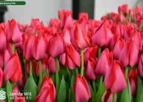 Tulipa Spryng Tide ® (3)